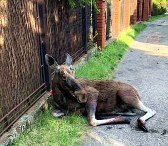 Ranny Łoś leżał przy ulicy Leśnej w Sosnowcu. Wrócił już do lasu. Ranny Łoś leżał przy ulicy Leśnej w Sosnowcu. Wrócił już do lasu.